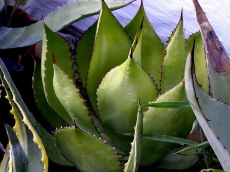 Agave guadalajarana Trelease, Contr. U. S. Nat. Herb., 23: 123, 1920